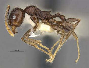 Media type: image;   Entomology 34269 Aspect: habitus lateral